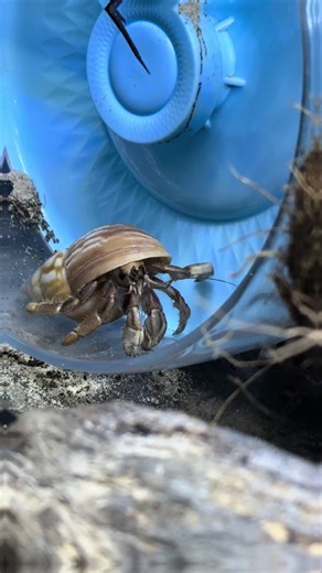 #hermitcrab #aussiecrab #landhermitcrab #coenobitavariabilis #hermitcrabsoftiktok #fy #fyp #melbourne #australia