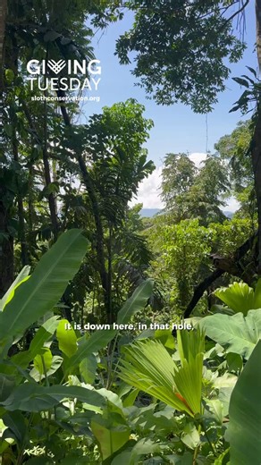 Take a quick look at the place where our future Sloth HQ will rise. Dr. Cliffe is showing you the spot where our team will finally have a permanent home. A space where we can expand research, work with the community, plant more trees, and protect more sloths and rainforest habitat. We have already raised most of the funds, and now we need your help to reach the finish line. Every donation brings us closer to building a home for conservation. Find the link in the first comment, and visit our webs