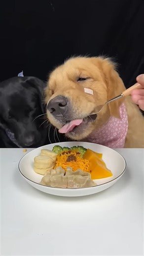 We Came, We Saw, We Ate Everything.🐶🦴 Golden and Labrador. Cute Pet Debut Plan #dogeatingasmr