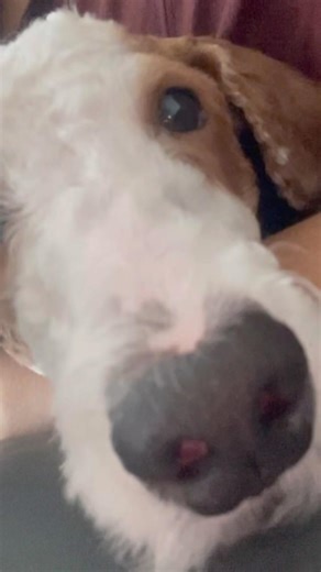 Who snores more? Me or My Dog? #youtubeshorts #funnyshorts #cutedog #action