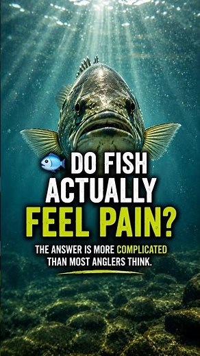 DO FISH ACTUALLY FEEL PAIN?