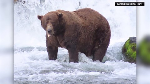 Fat Bear Week winner chosen