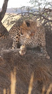 Sociable Weaver nests are the ultimate biodiversity hotspots in the Kalahari, housing hundreds of weavers and other bird species and attracting mammals and reptiles. Cheetahs have an affinity for these weaver colonies, using them as vantage points, resting places, and territorial scent-marking sites. Nature's architectural wonders deserve a closer look - you never know what you'll find inside, on top or below these giant nests.⁠ ⁠ Reel by @Matthew Holland #Tswalu #Biodiversity #RegenerativeConse
