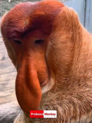 Proboscis Monkey: Amazing and Funny Moments