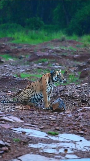 | Tadoba | Buffer | Monsoon Magic | Nikon z #photography #photochallenge #photos #nikon #tadobabuffer #tadoba #StarsEverywhere #viralreels #safari #nikonz #viralreels #viralpost #photography #photooftheday #photochallenge #photos #nikon #nikonphotography #discovery #nikonindiaofficial #instavideo #natgeoindia #monsoon #shorts #shortvideo #followers #fbyシvideo | Afroj Sheikh