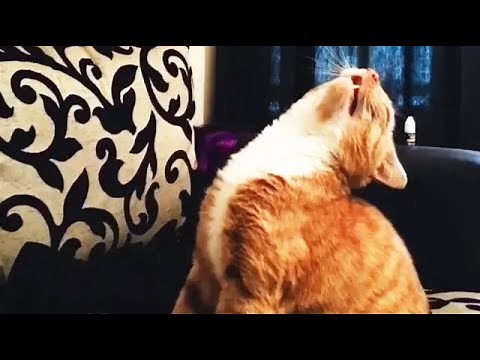 😸 SNEEZING CATS 😹 FUNNY COMPILATION