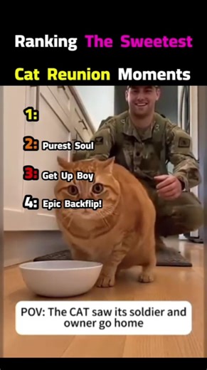 The Most Unbelievable Cat Reunions! 🥺❤️ #shorts #catlovers #reunion #soldier #usa