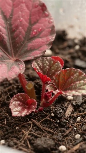 Amazing Begonia leaf propagation #homegardening #usefultips