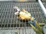 6 comments | "Buster" just (literally) hangin' around enjoying some enrichment today. His habitat-mate "Hagar" took a little more stable approach... | Black Pine Animal Sanctuary | Facebook