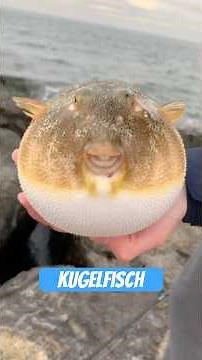 This fish can kill you – and looks like a balloon.