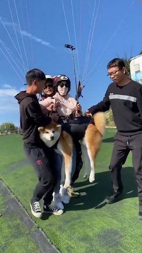 My first flight experience with my dog #petlover #atokit #dogslove