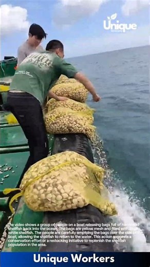 Ocean Restocking: Releasing Shellfish for Conservation