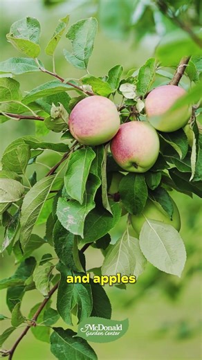 One of The Most Colorful Trees to Have in the Spring