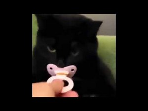 Kitten With Pacifier 🥺