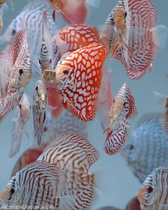 24K views · 402 reactions | Tiger Türkis, Checkerboard Red Map, Checkerboard Türkis, Red Rose und White Butterfly Diskusfische bei der Fütterung ❤️ #discus #diskusfische #tropicalfish #aquarium #EuropaDiscusCenter #freshwateraquariums | EuropaDiscusCenter | Facebook