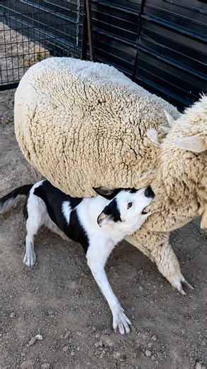 Why Did This Border Collie Grab a Sheep?
