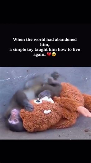 This monkey made the world wide Web ❤🥺 🐒🐒