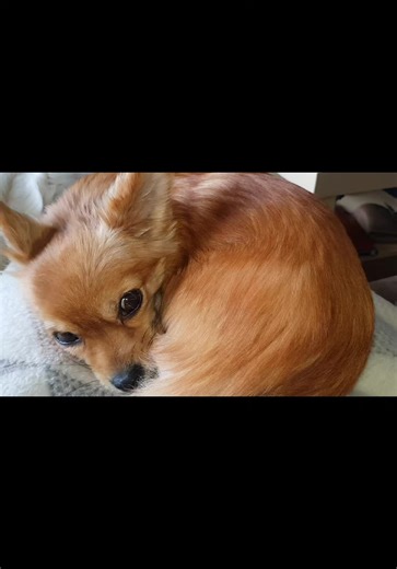 #ein_ganzes_Leben #Hundeliebe #Chihuahua_Yorki_Mix #Golden_Retriever #Kangal_Labbi_Mix