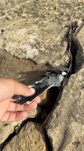 I found a naughty bird that birds don't like🐤😁 #microfalcon #falcon #cuteanimals #pygmy #fyp | Birds Black