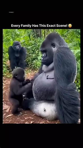 𝗂𝗇𝗇𝗈𝗏𝖺𝗍𝖾.𝗂𝗈 on Instagram: "This Instagram Reel presents a 15-second AI-generated animation depicting a gorilla family interaction in a forested setting. The sequence shows a young gorilla playfully climbing and tugging at an adult male, presumed to be the father, who responds by lightly swatting the juvenile. An adult female, interpreted as the mother, then intervenes by swatting the male in turn, resulting in a brief chain of corrective gestures that resolve without escalation. The Re