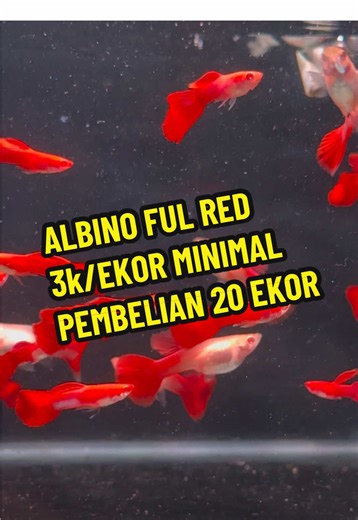 ALBINO FULL RED 3k/EKOR MINIMAL PEMBELIAN 20EKOR BISA CAMPUR JENIS LAIN #guppy #pecintaikanhias #aquascapeindonesia #guppyfish #guppyafr