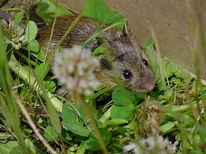 Preble's meadow jumping mouse - Alchetron, the free social encyclopedia