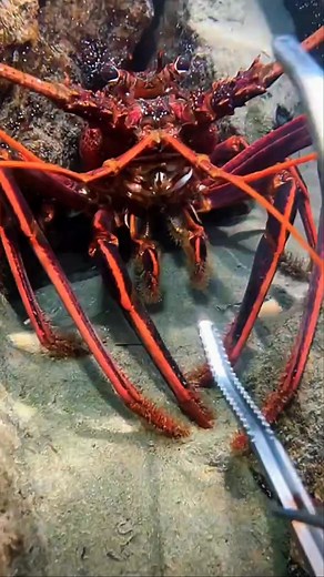 340K views · 3.2K reactions | Catching a western rock lobster #usa | Underwater Fishing life | Facebook