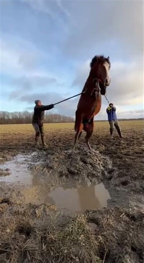 Two Rescuers Free Horse From Mud
