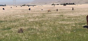 All our 2025 calves are weaned and turned out to pasture to grow….. But did you know it takes, on average, a whole year from weaning to butcher time? That's one full year of attention from your local beef producer. Calves are weaned around 400-500 pounds, and they finish at 1,300-1,600 pounds, depending on genetics. They spend their first several months on grass to grow, then are finished on a grain diet to ensure the optimal tenderness and flavor of your beef. From the pasture to your plate, it