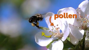 KS1 Science: Plant life cycles