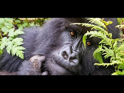 Gabun - Im Land der Gorillas | Doku