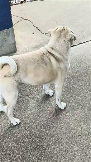 When your walking partner is not moving fast enough....