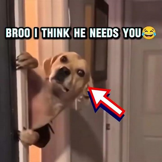 Your dogs afraid to go to bath too?