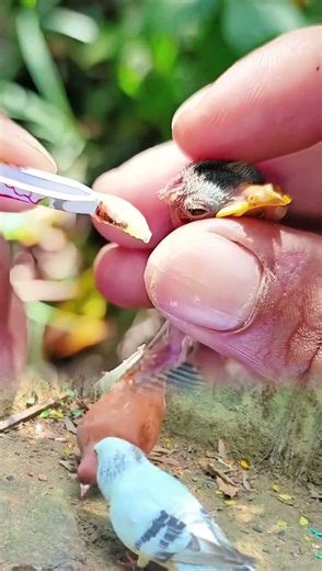 Small Bird Botfly Larvae Removal | Gentle Veterinary Treatment & Rescue