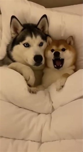 This Shock Hit Shiba Too Hard 😳😭