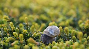 Snail coming out of its shell house, body unfolding on a bush in the garden