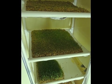 How to build a home-grown fodder system