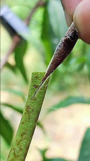 Grafting peach tree,best and easy grafting Technique