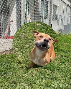 29 reactions · 17 shares | Mac is so much fun!!! He’s very playful...