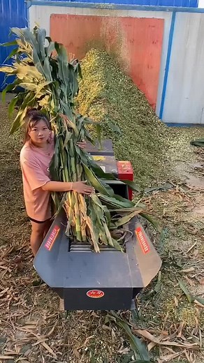 Efficient Chaff Cutter for Agriculture and Feed Production