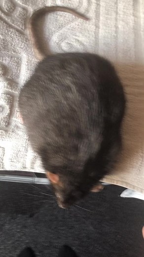 Caring for Your Pet Rat: Interactive Video Guide