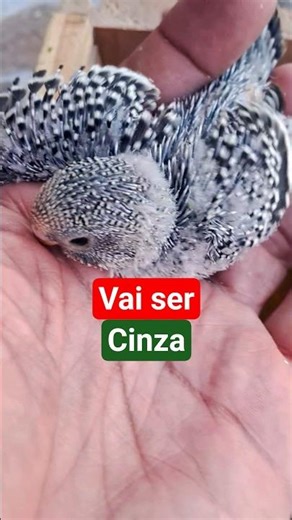 A 14-day-old parakeet will be gray with a yellow face. #budgies #budgerigar