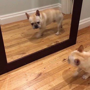 Catching my reflection with no make-up on first thing in the morning 😂 Credit: Bosun the Frenchie | Tyla