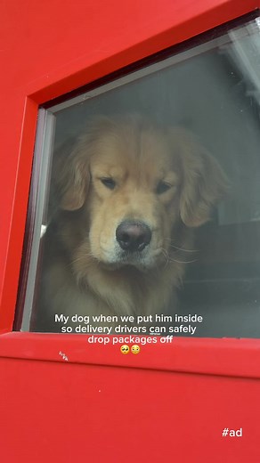 Zebby the Golden Retriever Greets Deliveries Safely | #ad