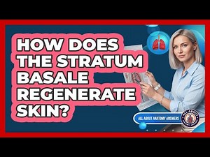 How Does The Stratum Basale Regenerate Skin?
