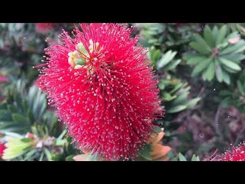 How to Grow Bottlebrush