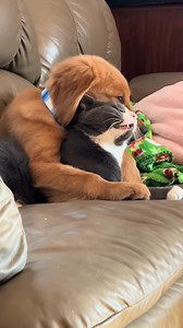126K views · 6.1K reactions | Dog and Cat can be friends ❤️殺 . https://pets-community.site/cat-and-dog-join-forces-in-the-funniest-way | Cat Lover | Facebook