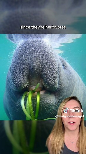 Friendly Manatees in Florida: Cute Encounters with Water Puppies