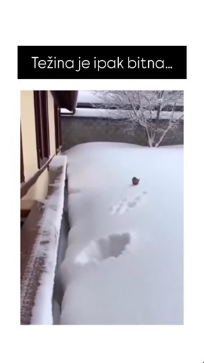 Ember_mary on Instagram: "🦋vs 🐘"