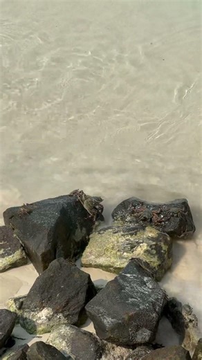 Sun bathing crabs Taj Exotica Maldives #maldives #beach #clearwater #taj